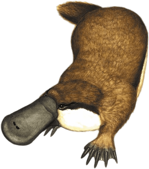 Animals - Obdurodon Dicksoni (526x595), Png Download