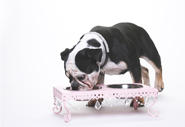 Shop Square Thumbnail Opulent Pet Bowl -1 (850x850), Png Download