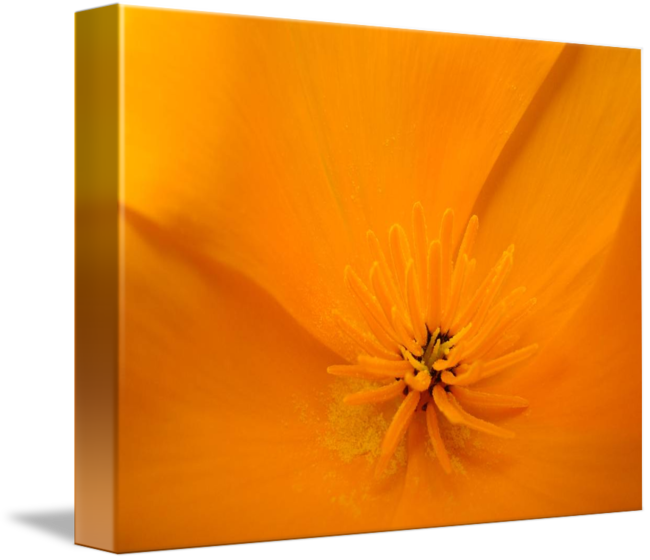 Macro Poppy Flower Floral Art Print By - Poppy Family (650x560), Png Download