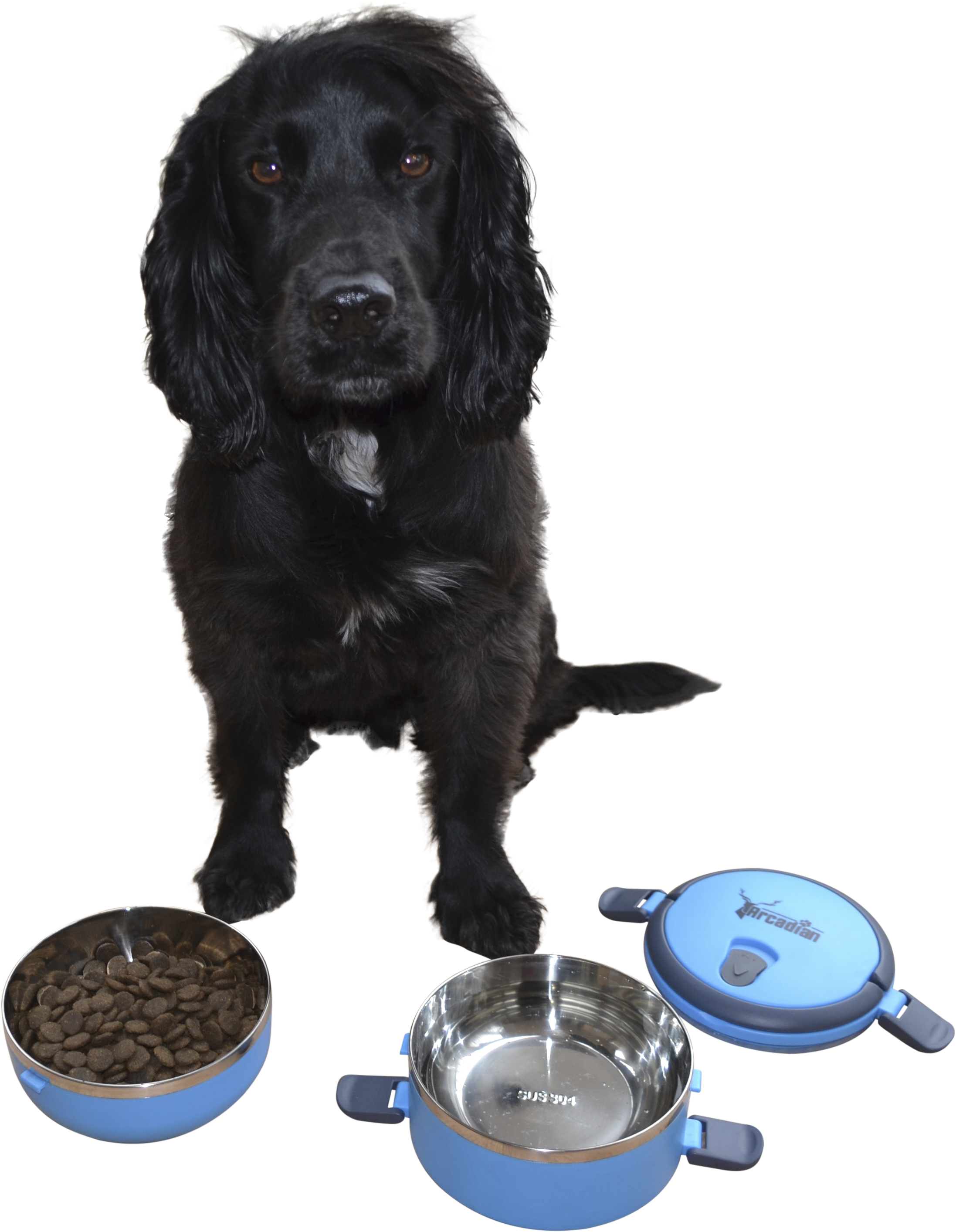 Cocker Spaniel (2337x2893), Png Download