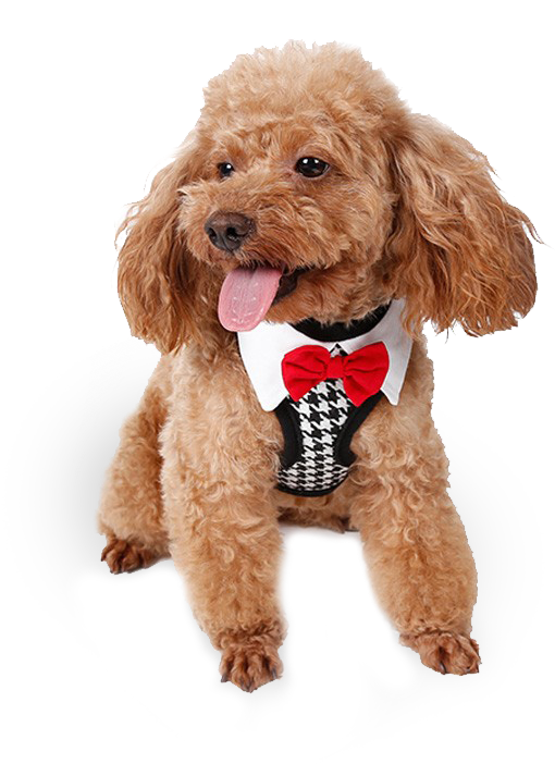 Fancy Boy Dog Harness - Accesorios Perros Pequeños (800x800), Png Download