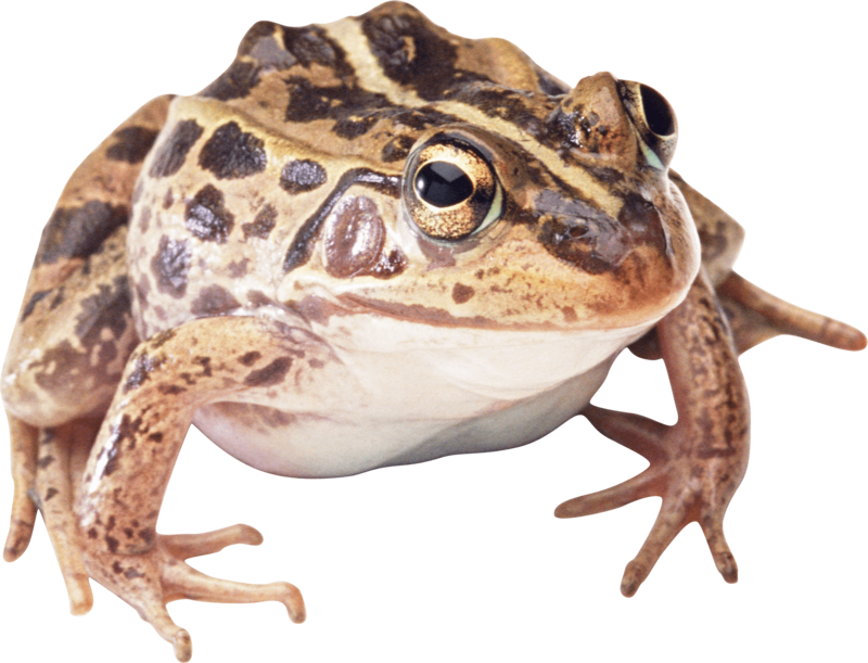 Frog - Wood Frog Transparent Background (800x611), Png Download