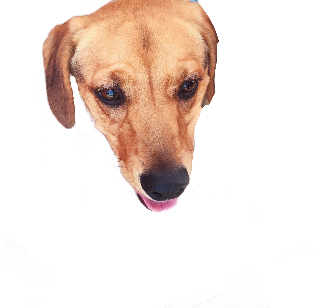 Dog Sticker - Companion Dog (1024x1001), Png Download