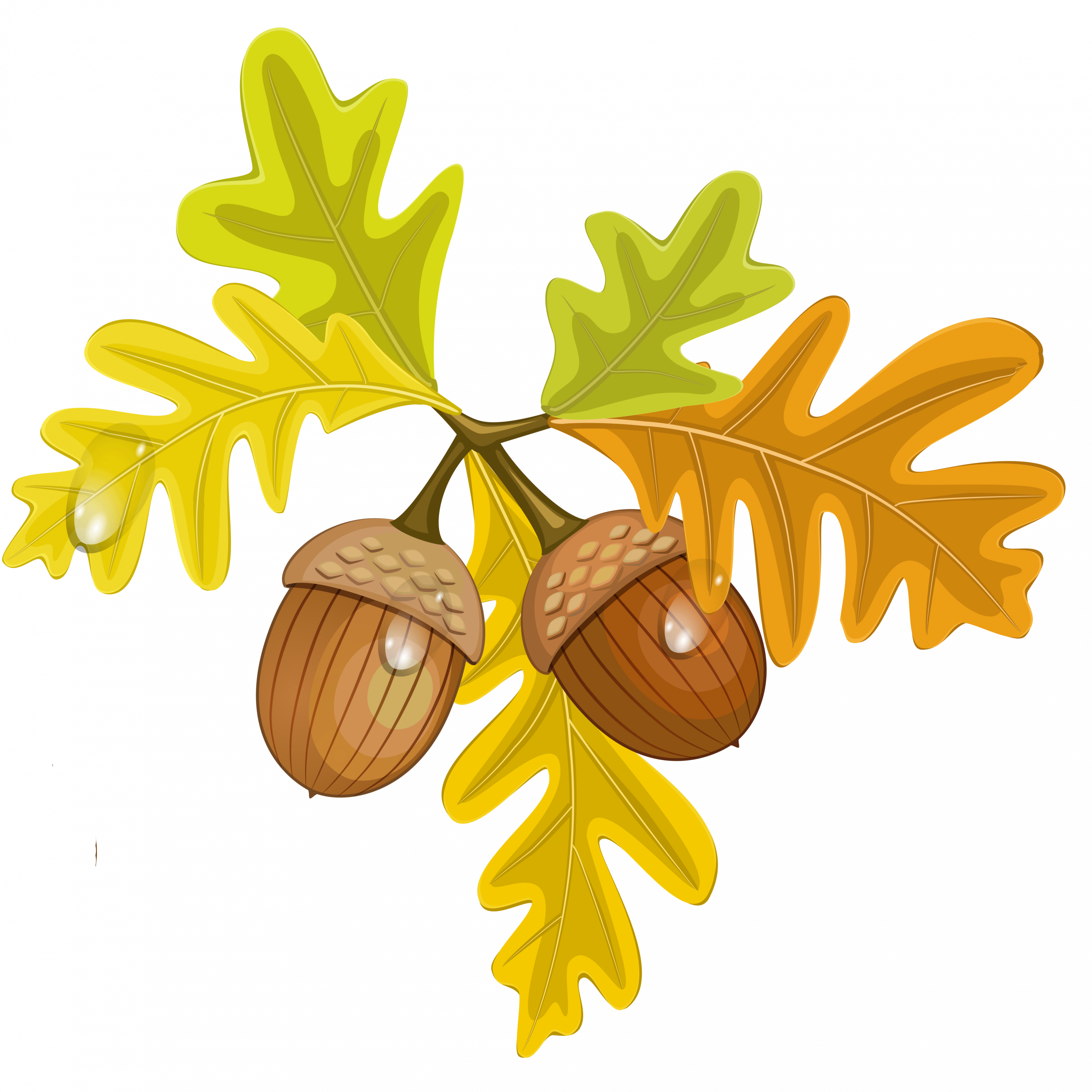 Maple Leaf Clipart Acorn - Leaves And Acorns Clipart (3000x3000), Png Download