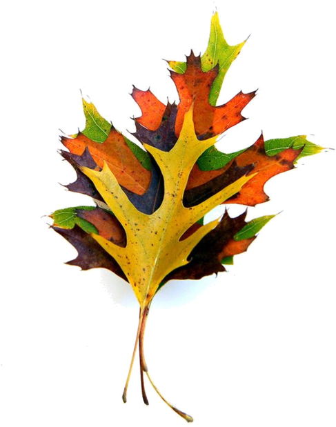 Cd Art, Oak Leaves, Short Stack, Flora, Decorative - Maple Leaf (600x726), Png Download