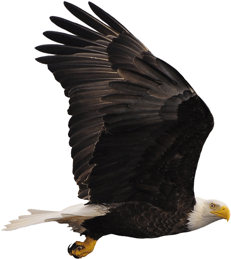 Bald Eagle (795x911), Png Download