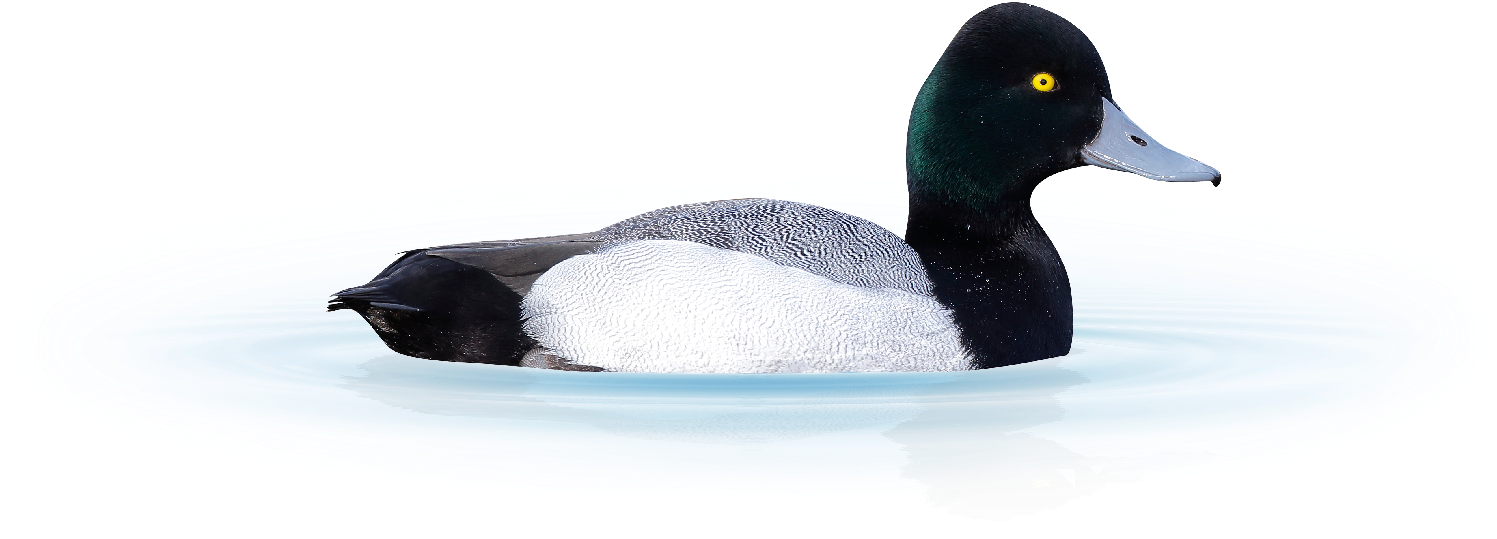 A Scaup Duck Isolated From Background Sitting On Water - Greater Scaup (5184x2260), Png Download