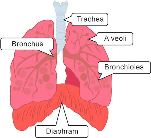 Once The Air Passes Into The Lungs Through The Initial - Air Travels To The Alveoli (575x550), Png Download