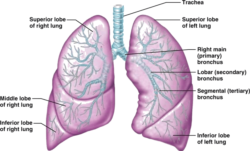 Image Showing Human Lungs - Spongy Part Of The Lungs (860x520), Png Download