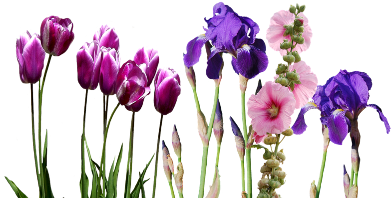 Iris, Tulips, Flowers, Nature - Wedding Invitation (800x573), Png Download