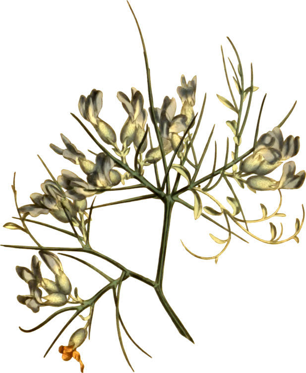 Floral Design Twig Cut Flowers (617x750), Png Download