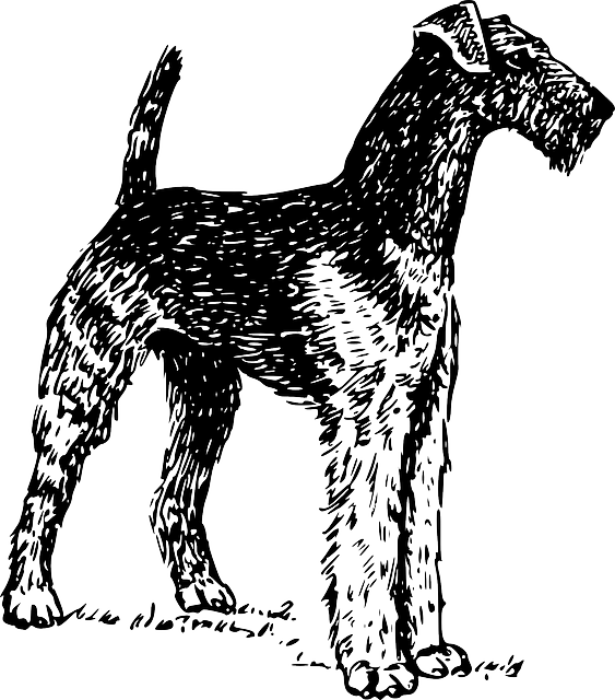 A An Airedale Ready For Showing, After Dog Stripping - Airedale Terrier Silhouette (563x640), Png Download