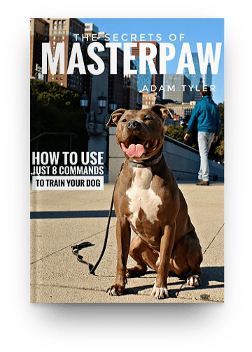 Masterpaw - Com - Dog Catches Something (900x576), Png Download