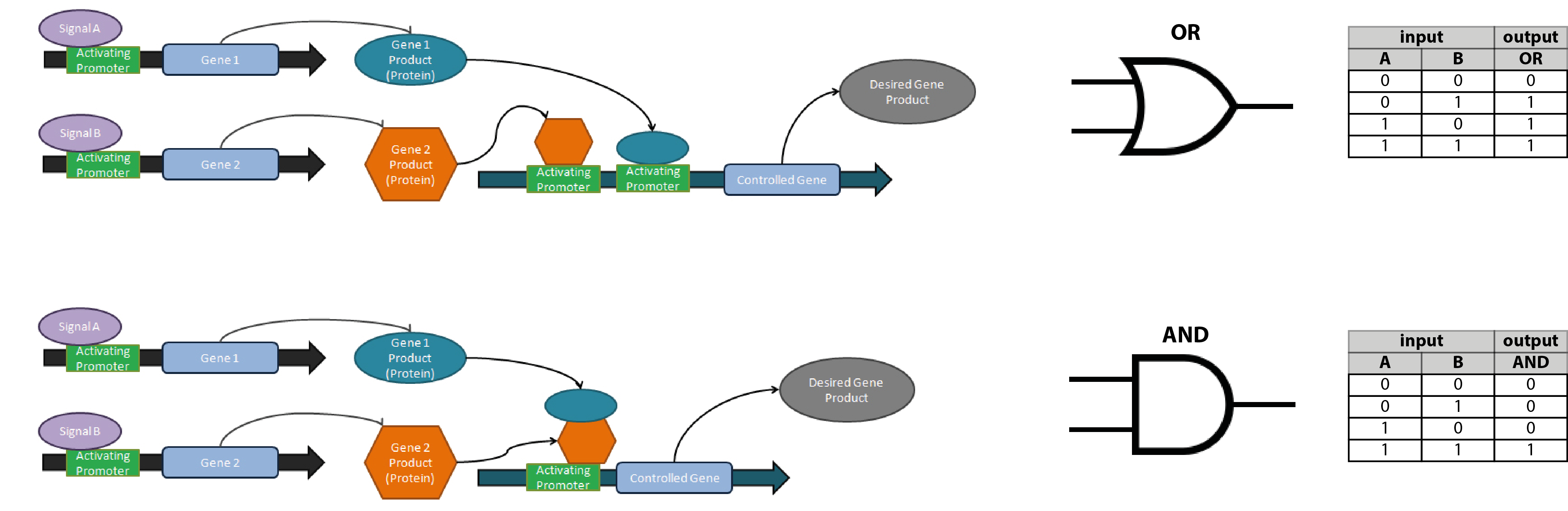 Logic Gates Such As Or And And (bottom) Can Be Encoded - Diagram (3970x1294), Png Download