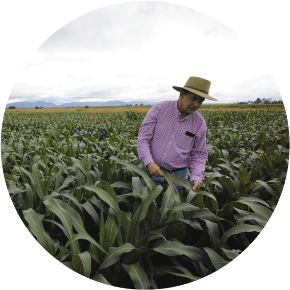 Growing More Sorghum With Less Water - Field (600x600), Png Download