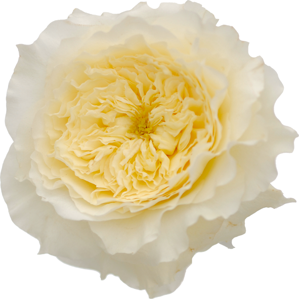David Austin Garden Rose Patience - Patience Garden Roses (591x591), Png Download