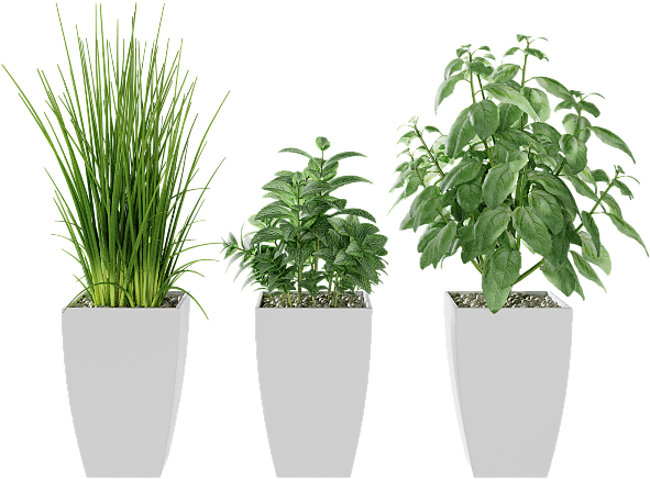 Basil, Mint, Garlic Grass - Houseplant (1040x520), Png Download