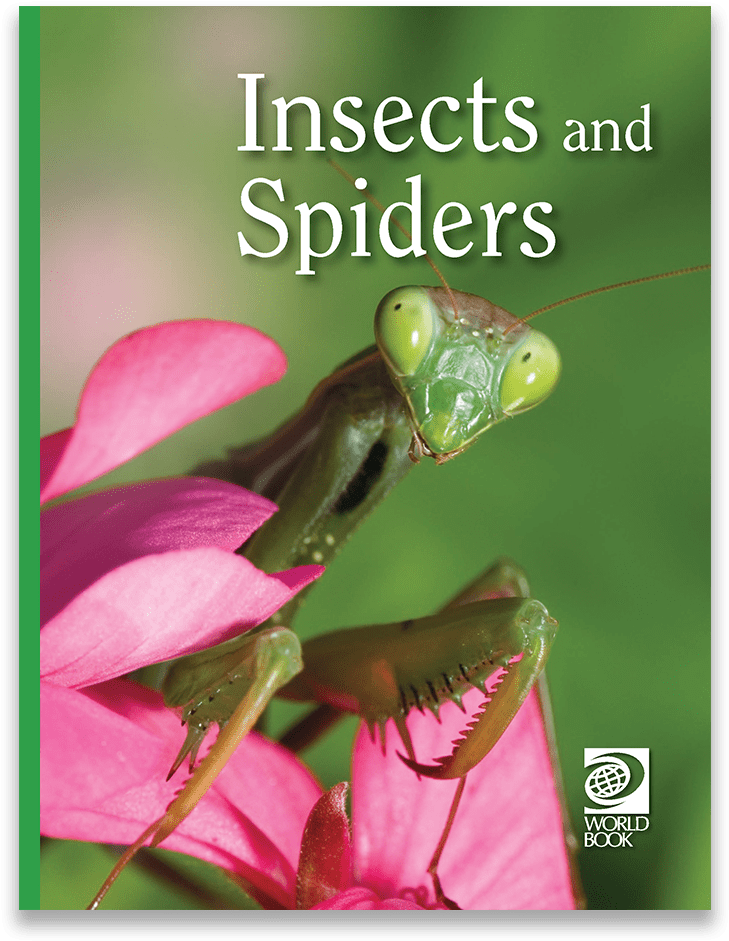 Mantidae (1000x1000), Png Download