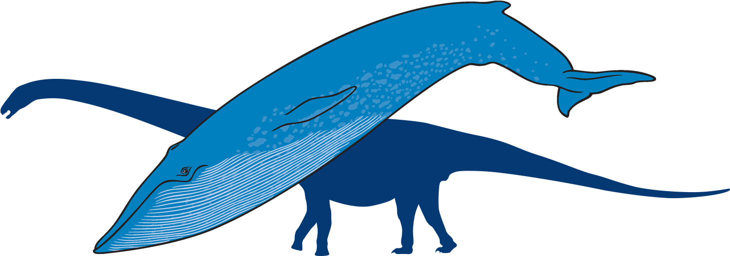 Blue Whale With Outline Of Titanosaur In Background - Whale (1500x608), Png Download