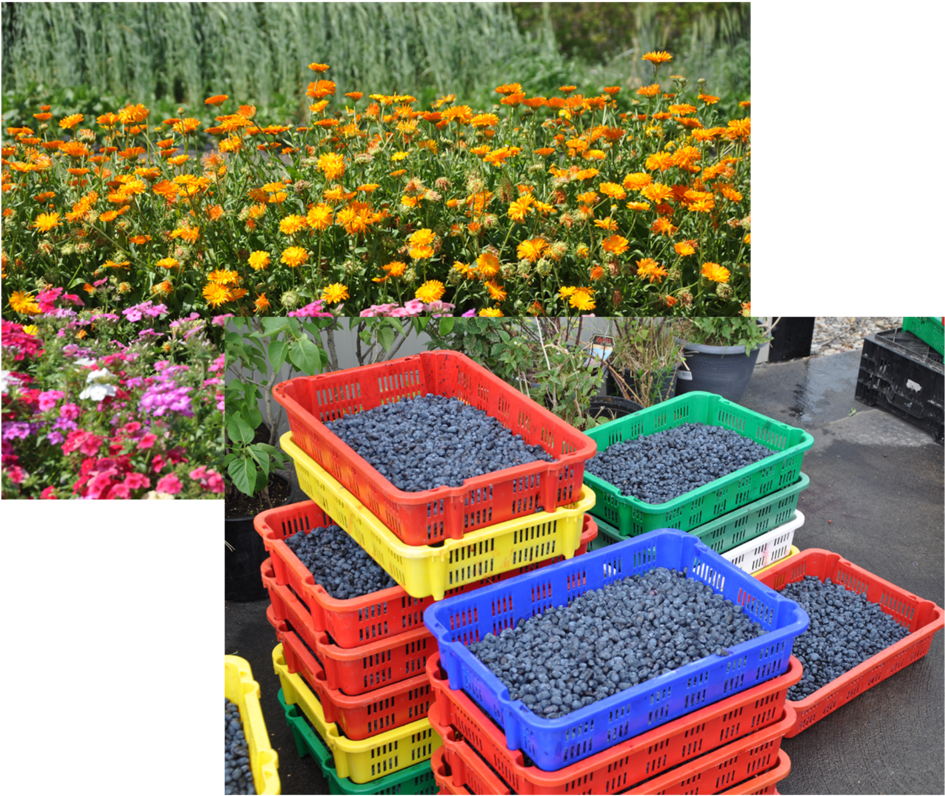 Ingredientscollage - Garden (1000x907), Png Download