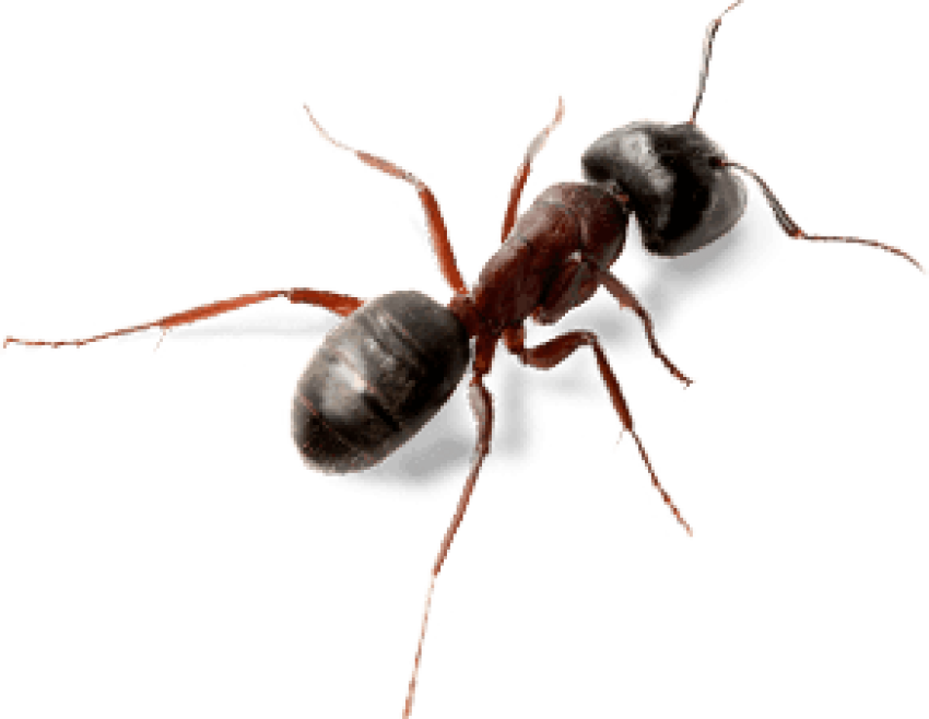 Free Png Download Ant Top View Png Images Background - Carpenter Ants Texas (850x658), Png Download