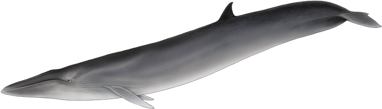 It Is Strikingly Similar To The Sei Whale, But Unlike - Baleia De Barbatana Dorsal (800x400), Png Download