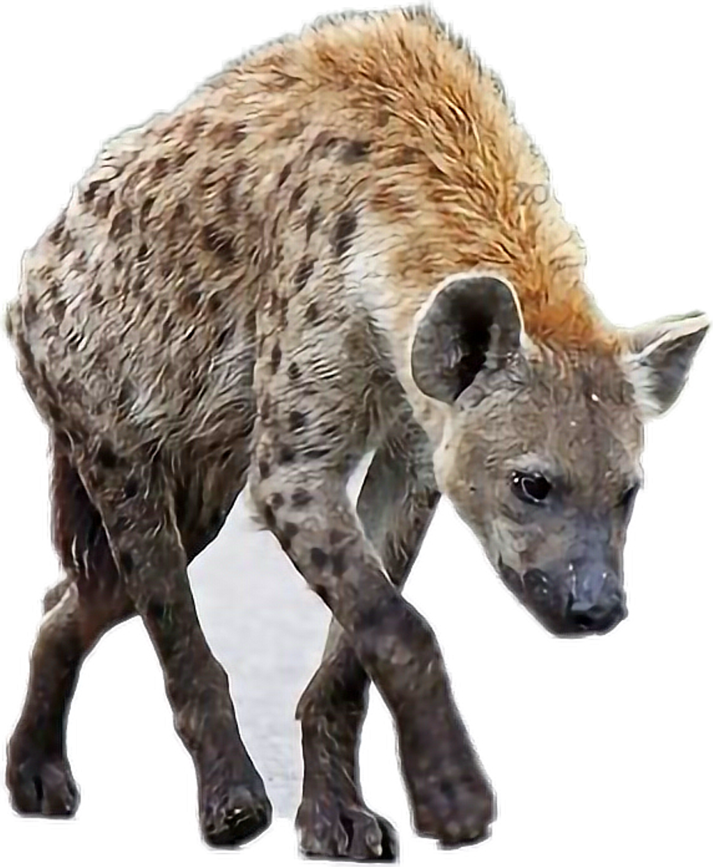 Report Abuse - Spotted Hyena (1024x1246), Png Download