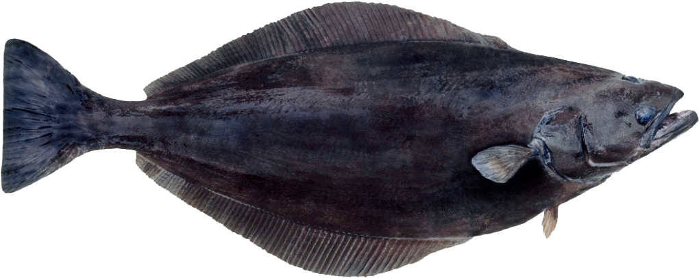 Greenland Halibut (1160x667), Png Download