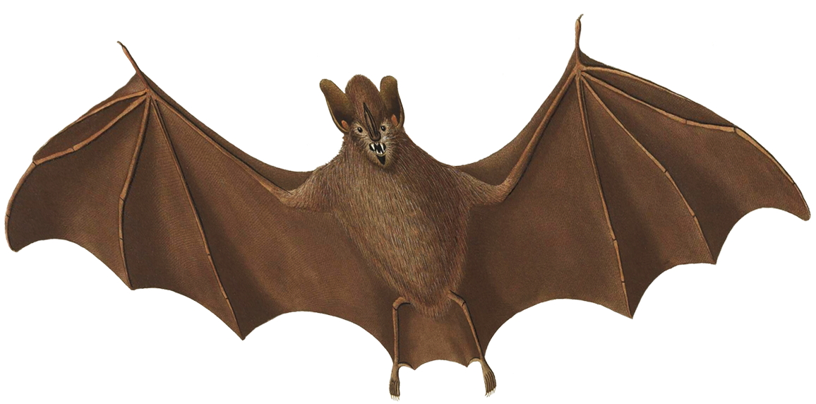 Halloween Bat Flying - Vampire Bat (1181x637), Png Download