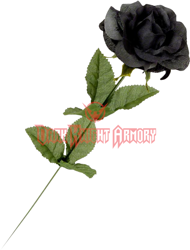 Black Roses Png (817x817), Png Download