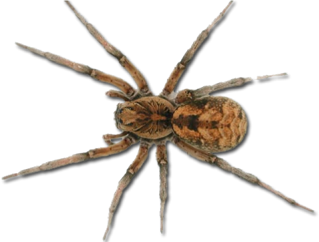 Tarantula Clipart Realistic - Wolf Spider Australia (640x480), Png Download