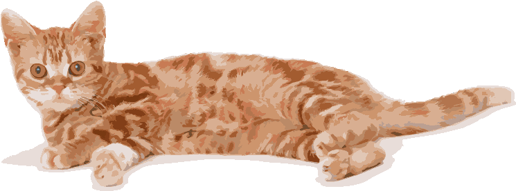 Input Here Kitty Kitty (800x568), Png Download