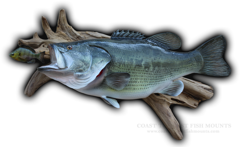 24 1/2\ - Bass (800x488), Png Download