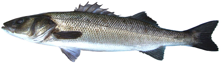 Sea Bass (840x408), Png Download