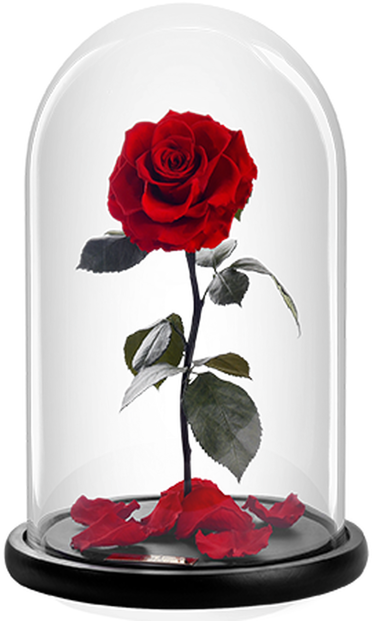 The Bella Rose - Garden Roses (779x1285), Png Download