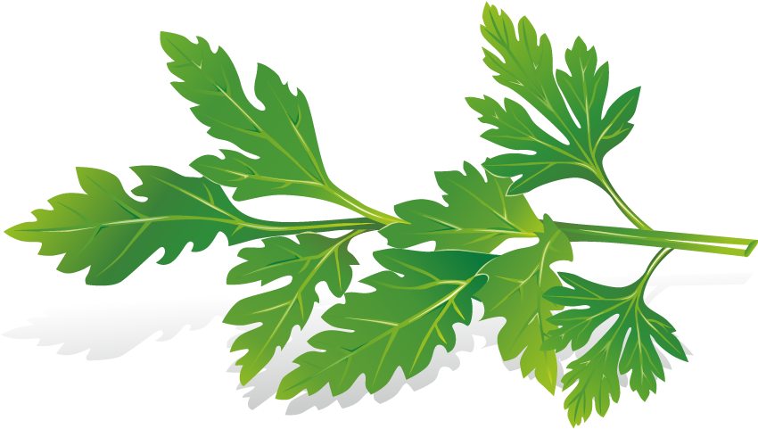 Planting Clipart Herb - Free Herb Vector (989x628), Png Download
