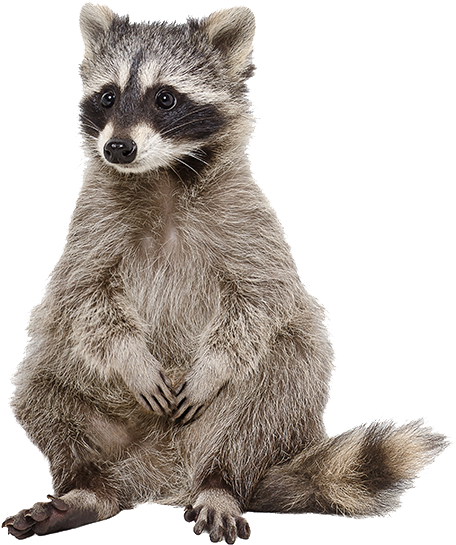 Raccoon Stock (555x555), Png Download