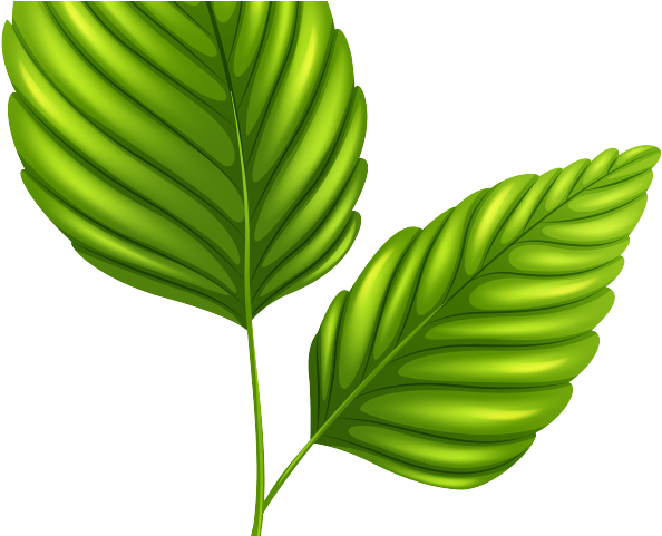 Green Leaves Clipart Outline - Desenho Plantas Png (640x480), Png Download
