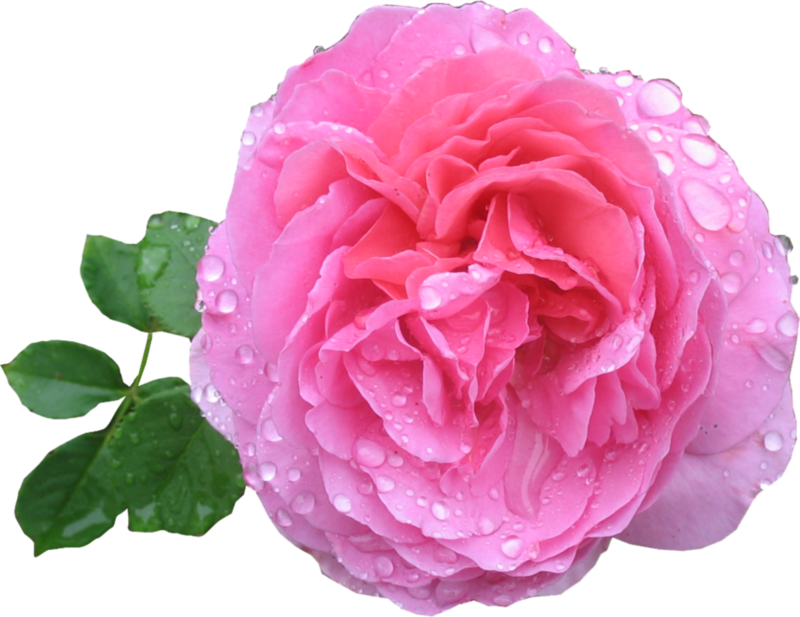 Pink Rose Png Hd - Rose Png Hd (800x617), Png Download