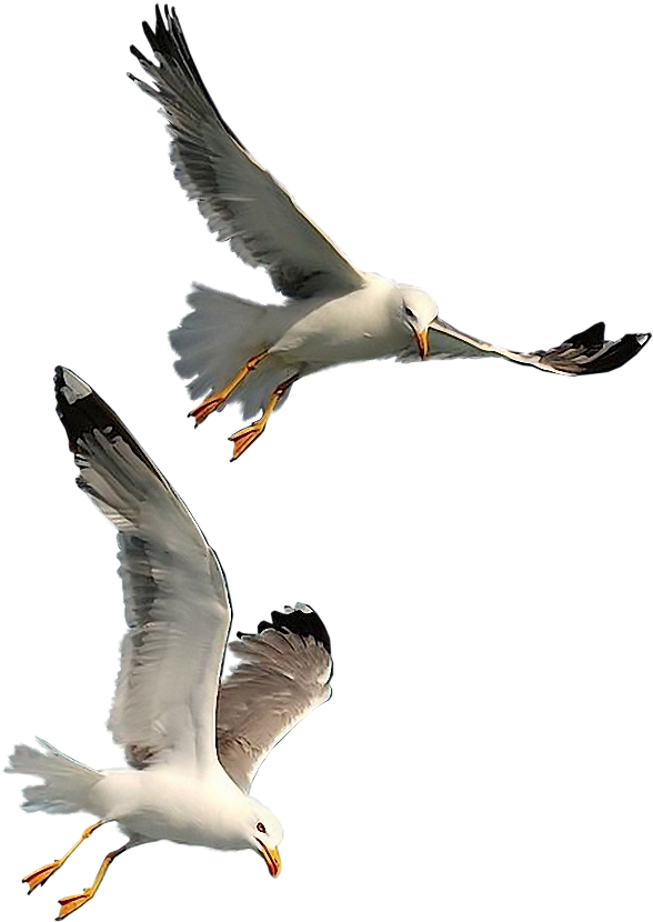 Seagulls - Seagulls Flying Png (663x849), Png Download