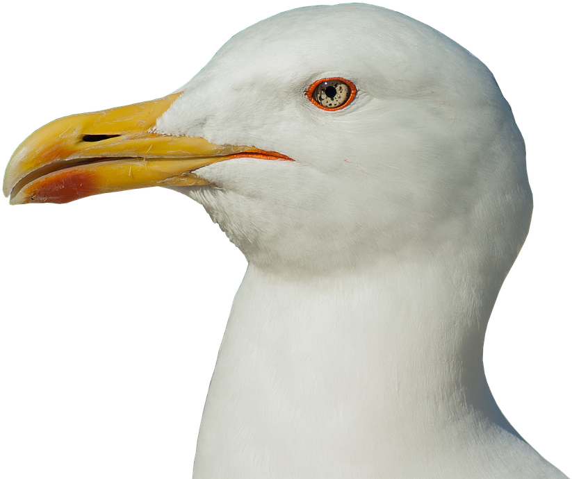Seagull Head Transparent (926x720), Png Download