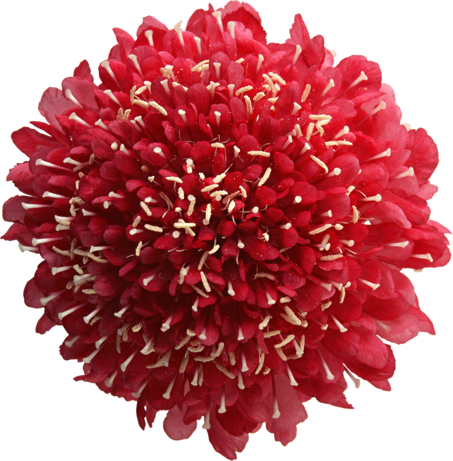 Flores Png (1571x1600), Png Download