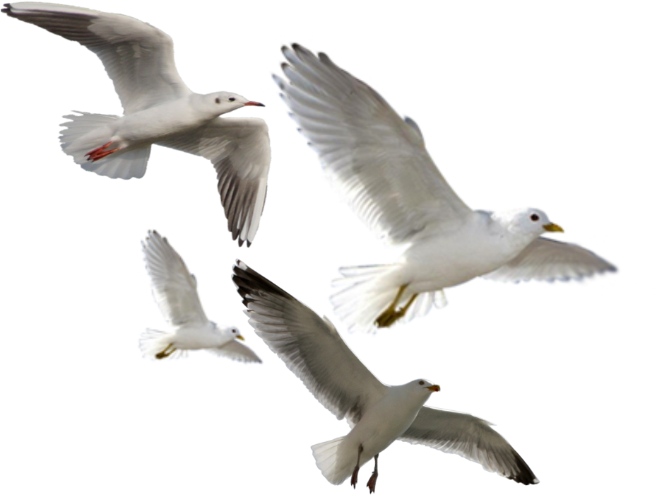 Ftestickers Sticker - 3d Birds Png (1024x782), Png Download