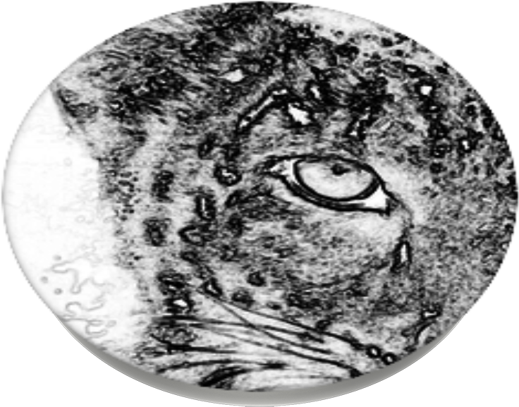 Cats Eyes, Popsockets - Sketch (989x1000), Png Download