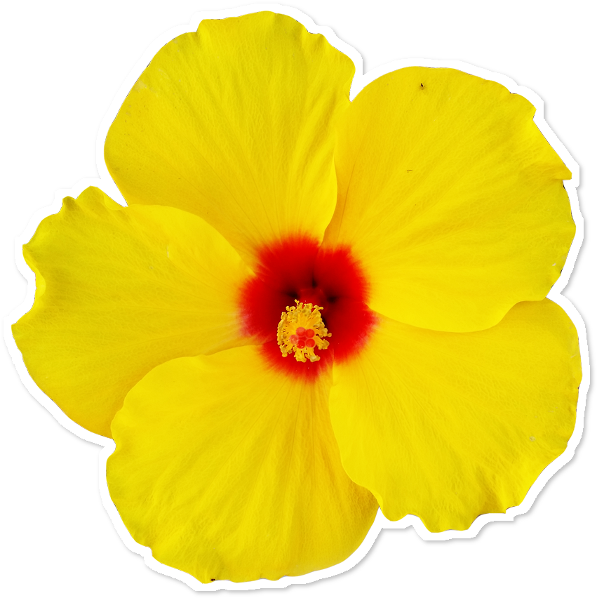 Adesivo Flor Minha De Matheus Torrezan Colab - Hawaiian Hibiscus (962x962), Png Download