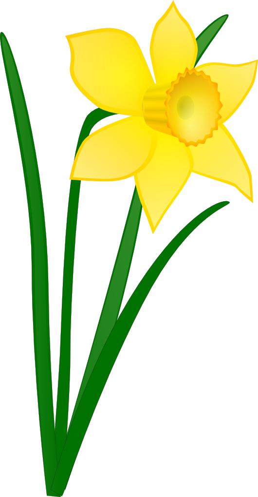 Flor - Daffodil Clipart (530x1020), Png Download