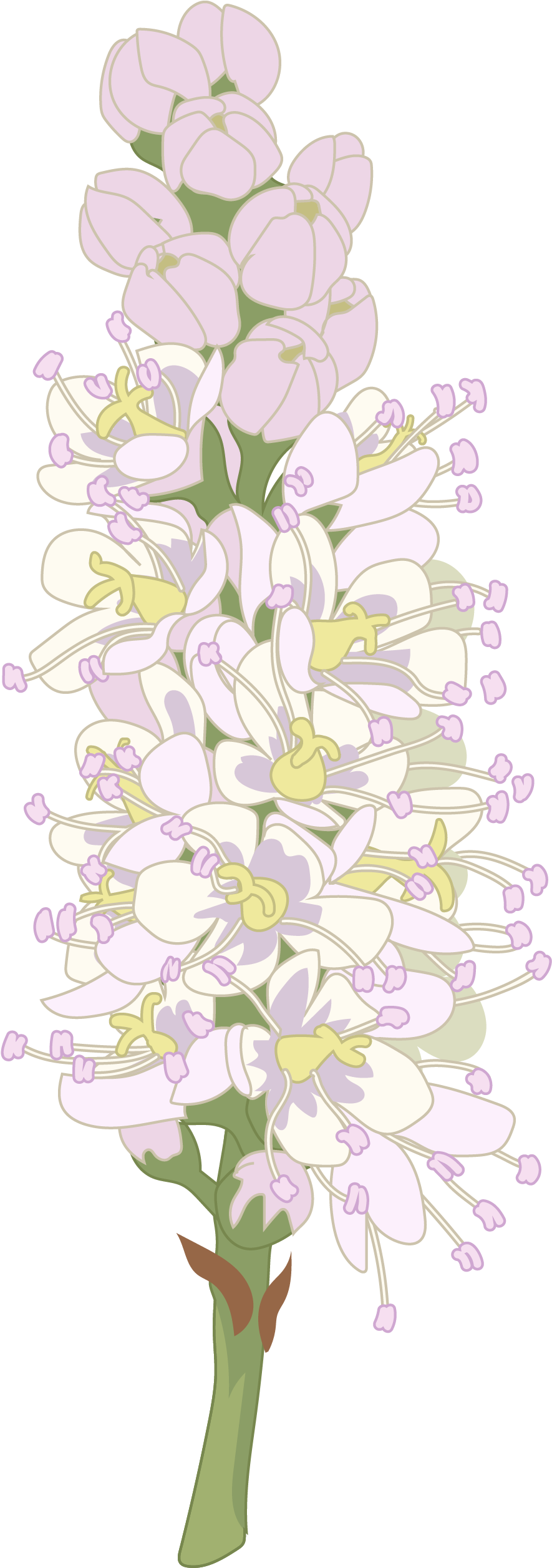 Tarajal - Orchid (2480x3508), Png Download