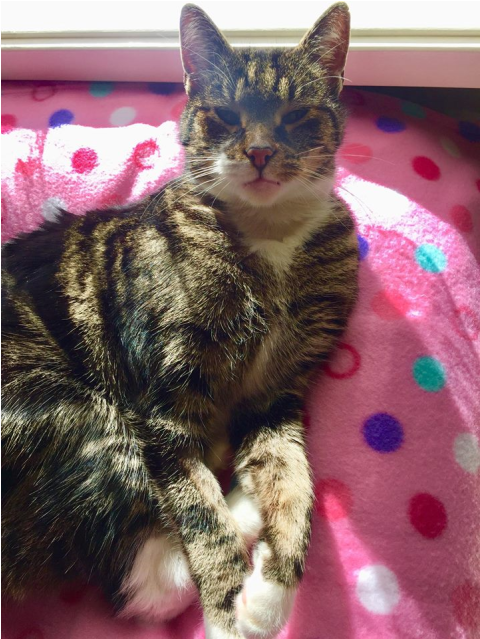 Photo Of Benji Meet Me At Neko Hq In Preston - Arabian Mau (638x638), Png Download