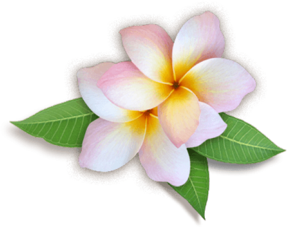 Plumeria Clipart Transparent Background - Flowers Images Hd Png (640x480), Png Download