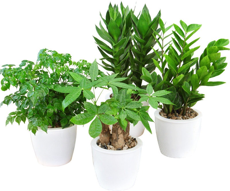Rich Bamboo Water Hydroponics Plant Azalea Flower Big - Flowerpot (800x800), Png Download